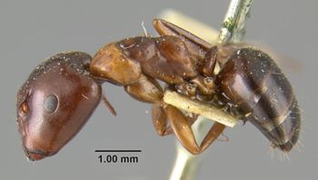 Media type: image;   Entomology 303912 Aspect: habitus lateral view